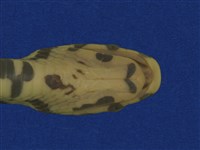 高砂蛇藏品圖，第12張